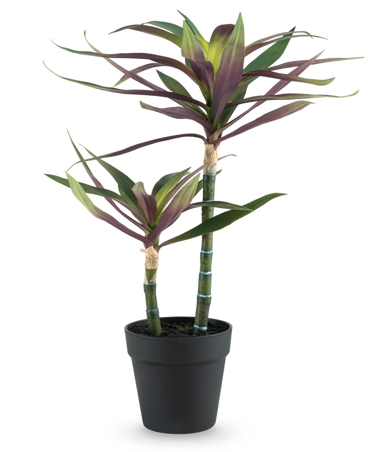 En konstgjord växt Yucca gigantea 53 cm med två långa, smala gröna stjälkar toppade med spetsiga gröna och lila blad i en svart kruka, mot vit bakgrund.
