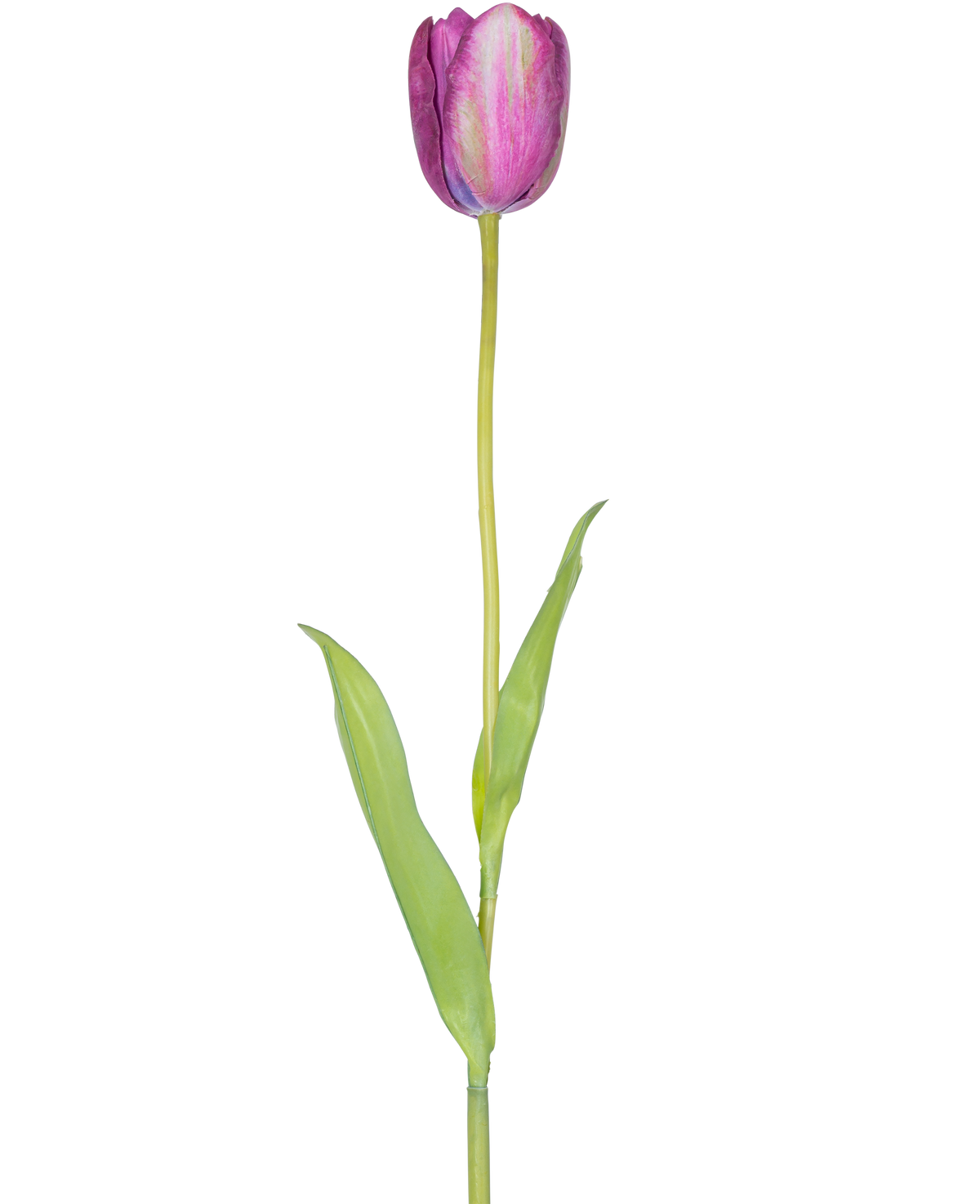 En konstgjord blomma fransk tulpan 60 cm lila, en enda lila tulpan med gröna blad och en lång stjälk, isolerad på en vit bakgrund.