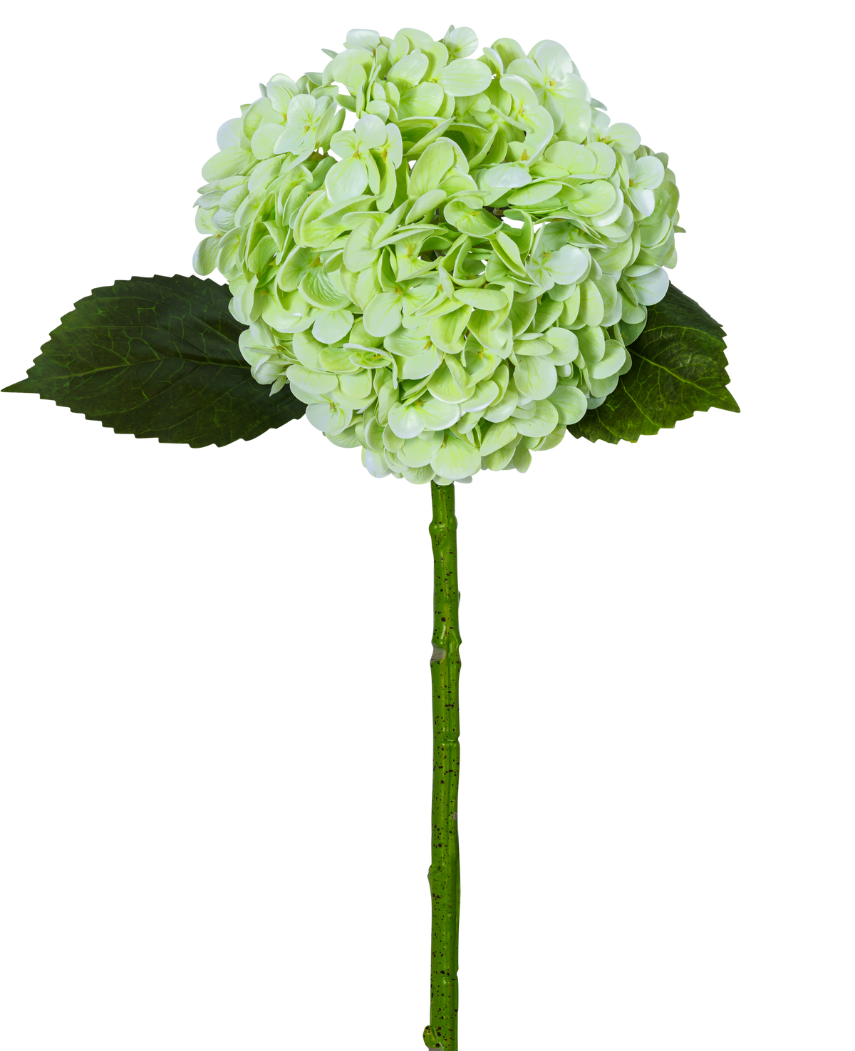 Artificiell hortensia "Annabelle" Real Touch Green 55cm har en enda ljusgrön hortensiablomma med en rund klase, två mörkgröna blad och en lång stjälk, allt isolerat på en vit bakgrund.