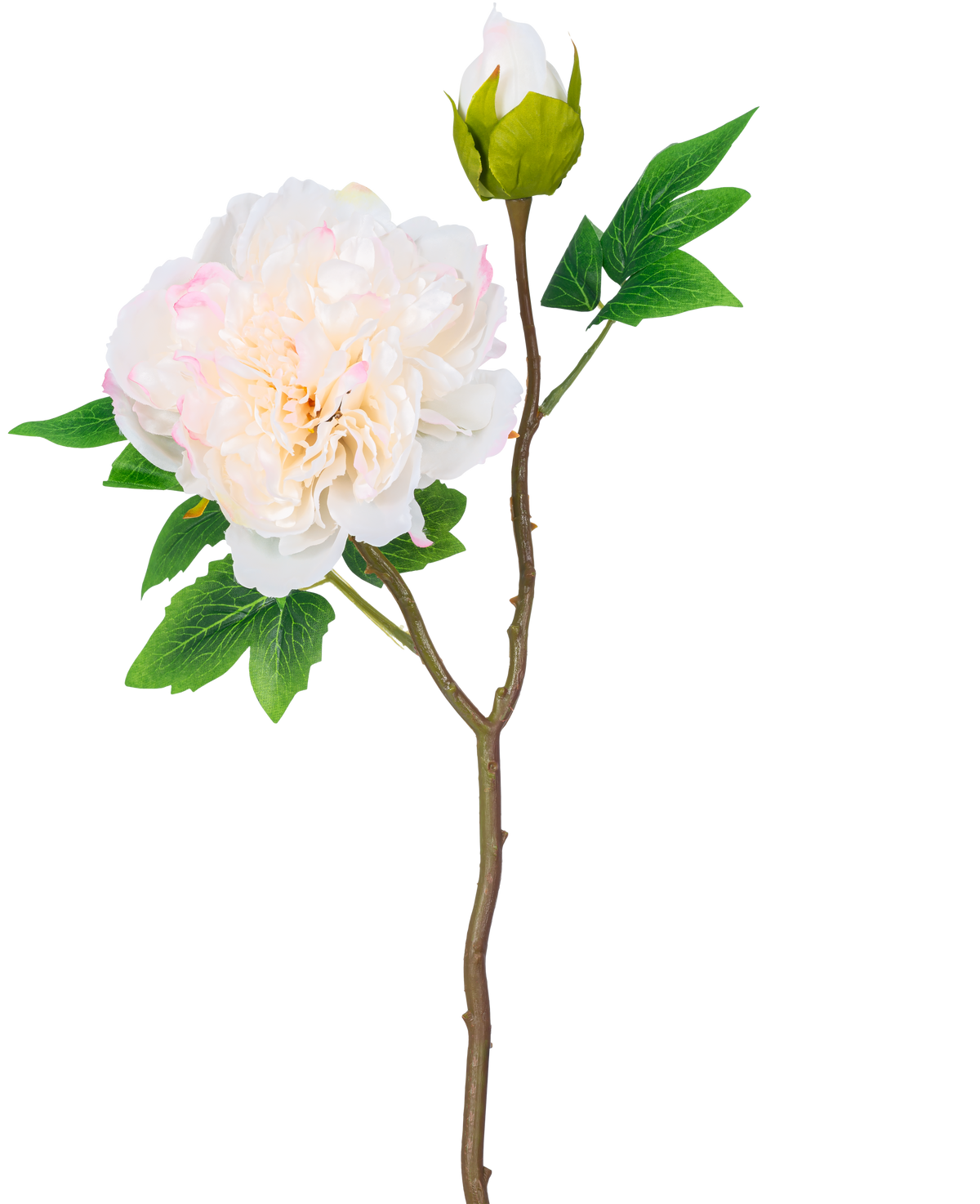 En enda stjälk av konstgjord blompion 50 cm vit har en stor, vit pionblomma i full blom, en sluten knopp och gröna blad mot en vanlig vit bakgrund.