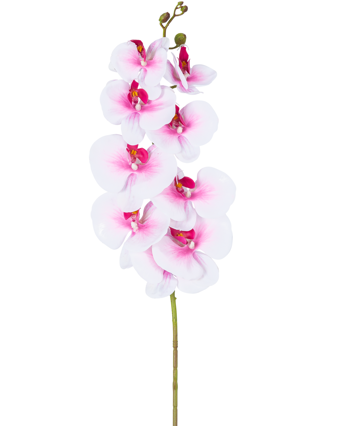 Artificiell Orchid Real Touch Deluxe 105 cm rosa/vit har en enda rosa konstgjord phalaenopsis-stam med vita accenter, realistiska sidenblommor och knoppar, allt elegant utställt på en vit bakgrund.