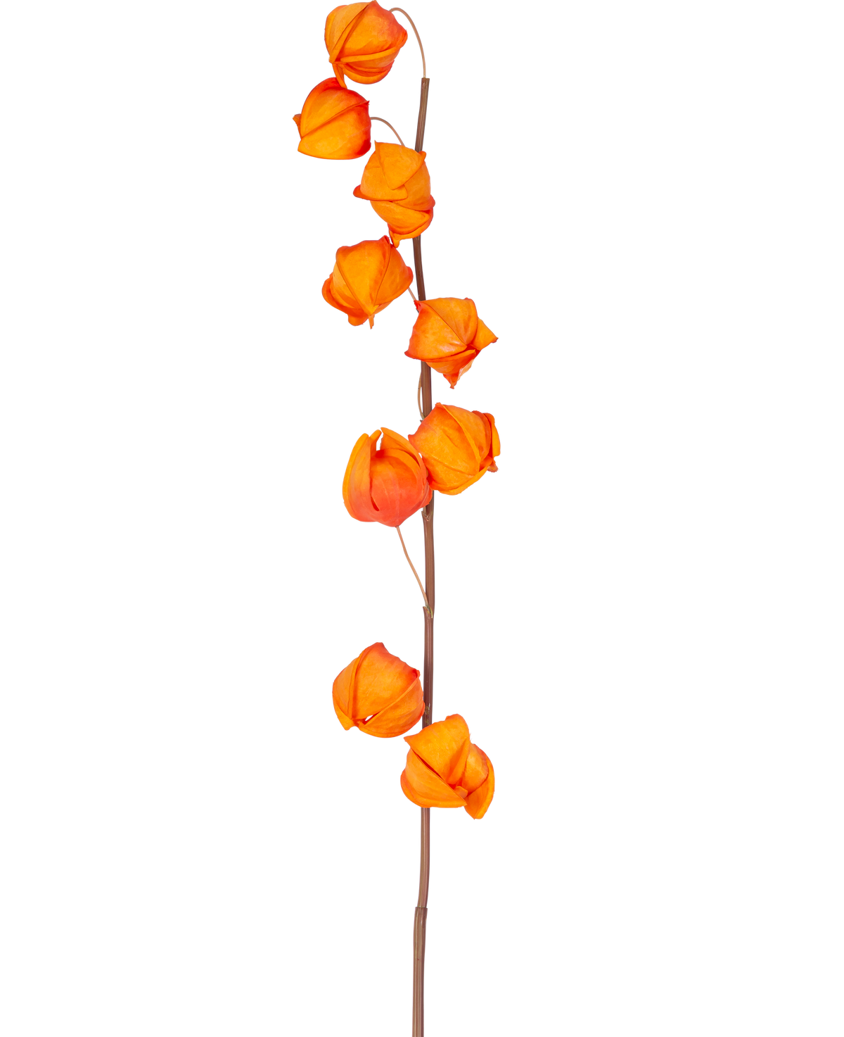En enda stjälk av artificiell blomma Physalis Lampion 90 cm orange, med flera ljusorange, lyktformade baljor, visas mot en vanlig vit bakgrund.