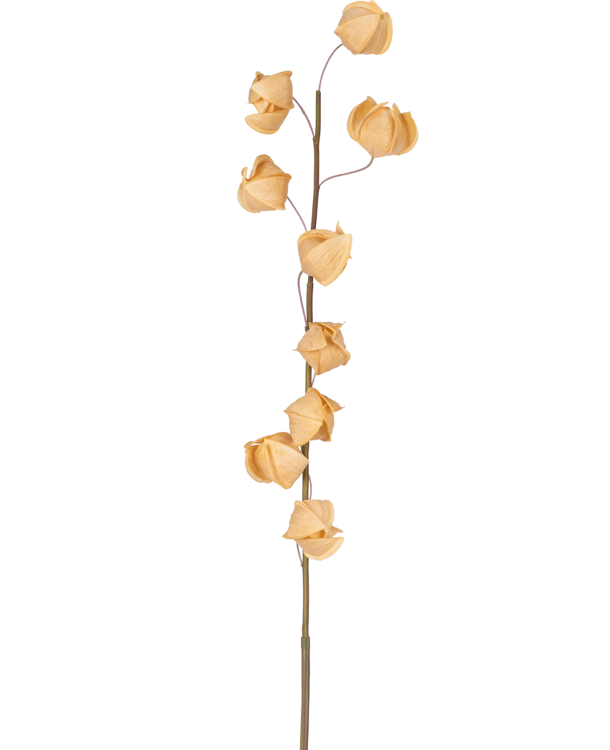 En Artificiell Physalis Lampion blomma 90 cm brun med en enda hög stjälk och flera torkade, bruna, papperslika skal utspridda längs dess längd, mot en vanlig vit bakgrund.