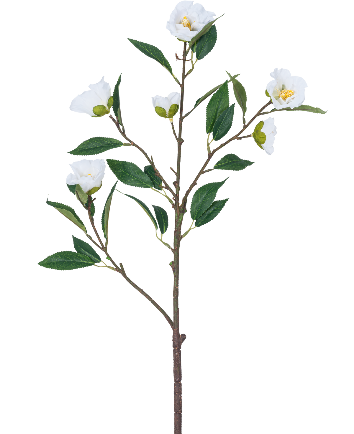 Konstblomma Camellia 80 cm vit har en enda gren med flera gröna blad och flera blommande vita blommor mot en vanlig vit bakgrund.