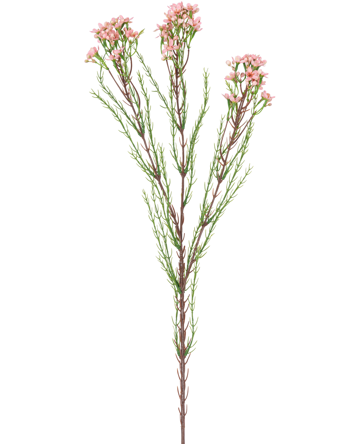 Den konstgjorda grenens vaxblomma 78 cm rosa har en enda stjälk med tunna gröna blad och flera klasar av små, ljusrosa blommor i toppen, mot en vit bakgrund.
