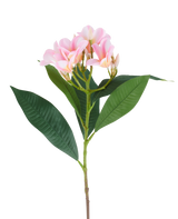 En 75 cm konstgjord Plumeria-blomma, rosa/gräddfärgad, med en stjälk, stora gröna blad och en klase av ljusrosa plumeriablommor upptill, avbildad mot vit bakgrund.