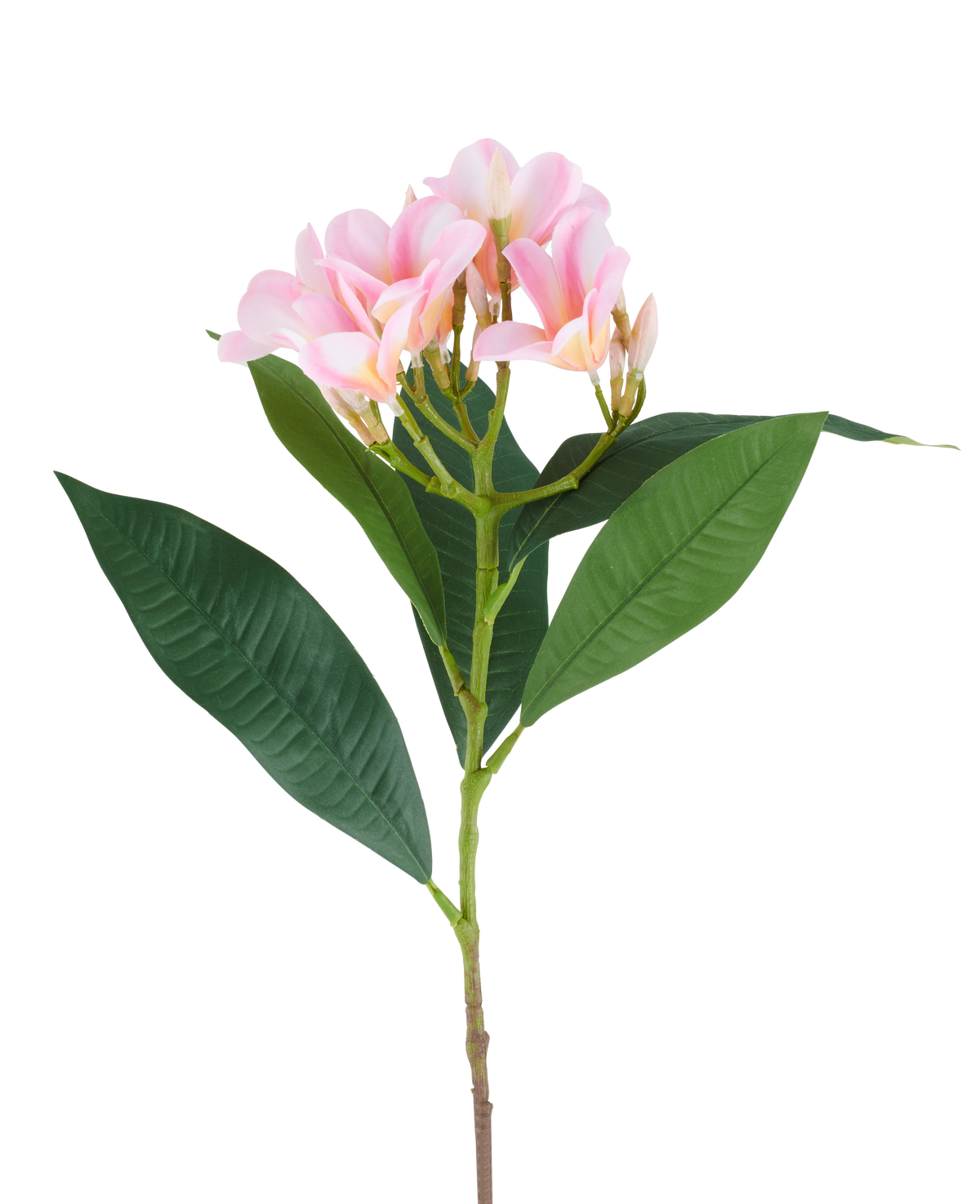 En 75 cm konstgjord Plumeria-blomma, rosa/gräddfärgad, med en stjälk, stora gröna blad och en klase av ljusrosa plumeriablommor upptill, avbildad mot vit bakgrund.