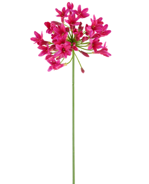 En enda, lång grön stjälk av artificiell blomma Agapanthus 75 fuchsia bär ett kluster av livfulla rosa blommor på toppen, som sticker ut mot en vanlig vit bakgrund.