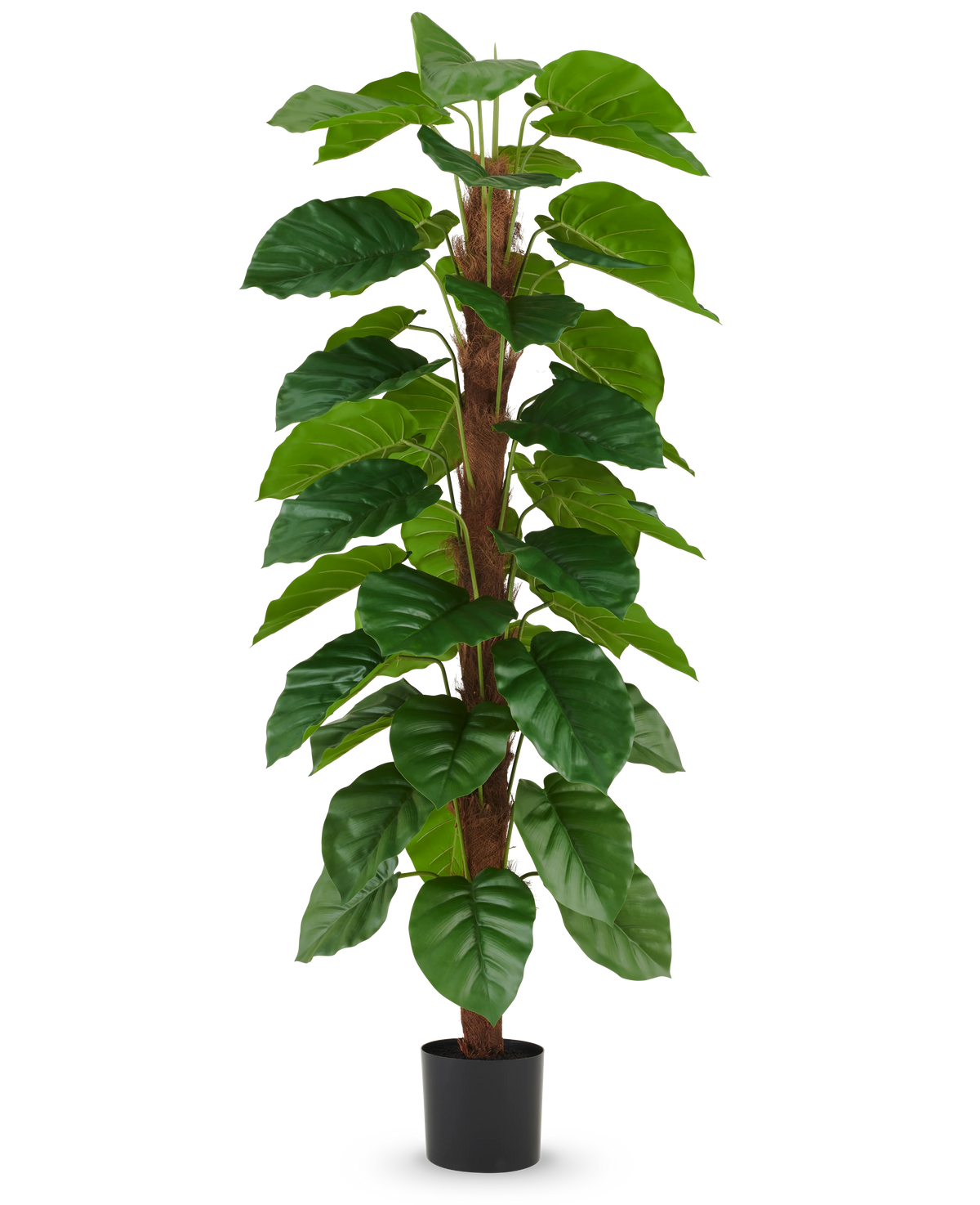 Den konstgjorda växten Epipremnum aureum 180 cm har stora, glänsande gröna blad arrangerade längs en central brun stjälk och kommer i en liten svart kruka, avbildad mot en vanlig vit bakgrund.
