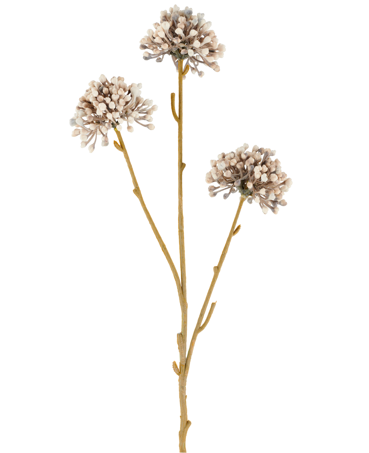 Tre bruna stjälkar av Artificiell Blomma Mini Allium 60 cm kräm/brun sträcker sig uppåt, var och en med en rund klunga av små, subtila krämfärgade och bruna knoppar i slutet mot en vanlig vit bakgrund. Det hela ser minimalistiskt och naturligt ut.