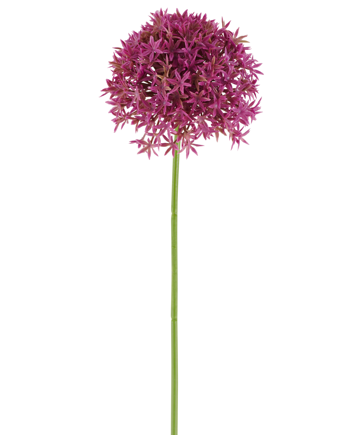 En enda lång stjälk av konstgjord blommaskros 63 cm fuchsia bär en rund klase av små, stjärnformade, fuchsiablommor mot en vit bakgrund.