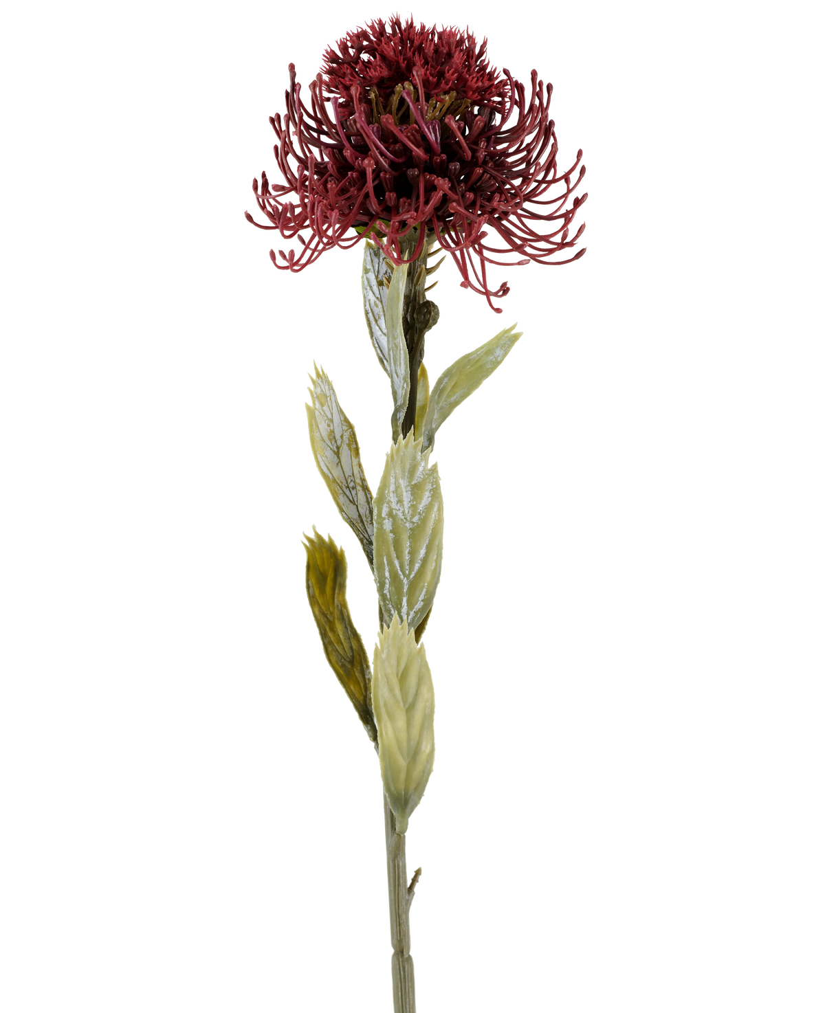 En enda Artificiell Protea-blomma på 60 cm i vinrött har en mörkröd, taggig blomma med gröna blad, fotograferad mot en vit bakgrund.