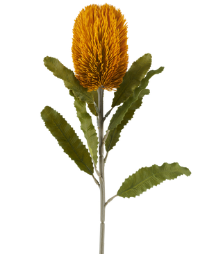 En enda konstgjord Banksia-blomma i senapsfärg, 65 cm hög, med cylindrisk form och tandade gröna blad på en lång stjälk, isolerad mot en vit bakgrund.