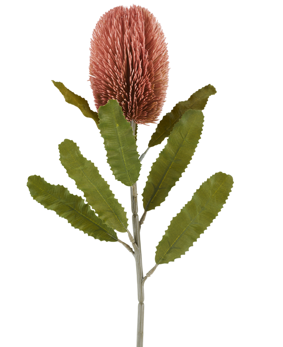 En enda stjälk av den konstgjorda blomman Banksia 65 cm gammal rosa har en stor, rosa, cylindrisk blomma och långa, tandade gröna blad som sticker ut mot en vit bakgrund.