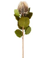 En enda konstgjord Banksia-blomma, 59 cm hög, i kräm och brunt, med runda gröna blad och ett ljusbrunt, taggigt, konformat blomhuvud mot en vanlig vit bakgrund.