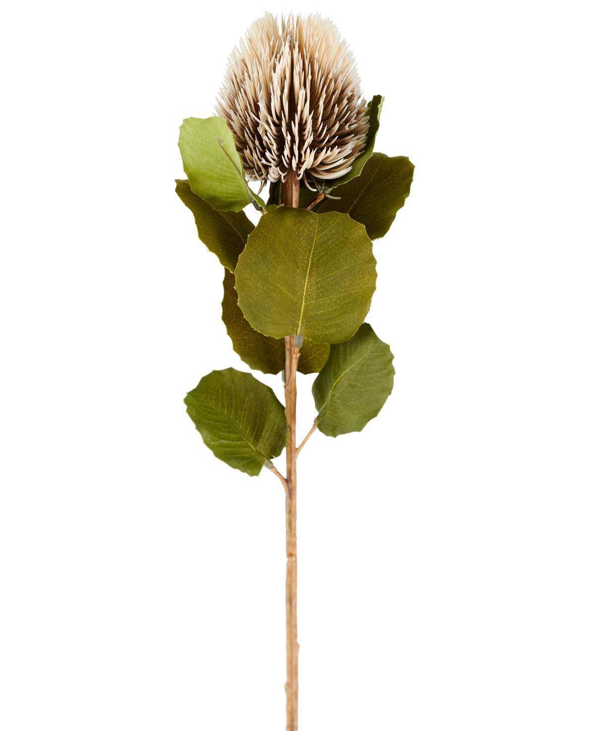 En enda konstgjord Banksia-blomma, 59 cm hög, i kräm och brunt, med runda gröna blad och ett ljusbrunt, taggigt, konformat blomhuvud mot en vanlig vit bakgrund.