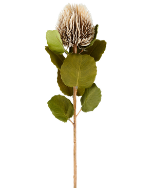 En enda konstgjord Banksia-blomma, 59 cm hög, i kräm och brunt, med runda gröna blad och ett ljusbrunt, taggigt, konformat blomhuvud mot en vanlig vit bakgrund.