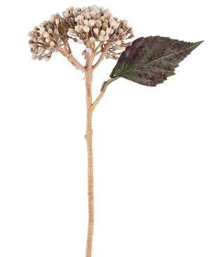 En konstgjord blomma: torkad hortensia på 38 cm i kräm/brun, med klasar av beige knoppar och ett mörkgrönt, tandigt blad mot vit bakgrund.