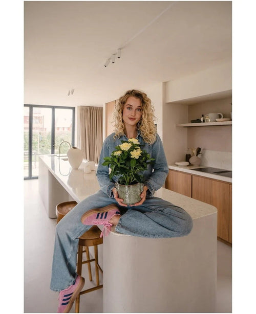 En kvinna med lockigt blont hår, iklädd jeanskläder och rosa sneakers, sitter med benen i kors på en köksö i ett modernt, solbelyst kök och håller växten Artificiell Gardenia UV 39 cm i händerna.