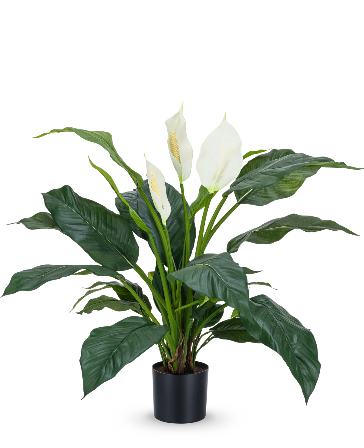 Den konstgjorda växten Spathiphyllum vit 85 cm är en realistisk krukväxt med stora, mörkgröna blad och tre vita blommor mot en vanlig vit bakgrund - en stilren krukväxt för alla inredningar.