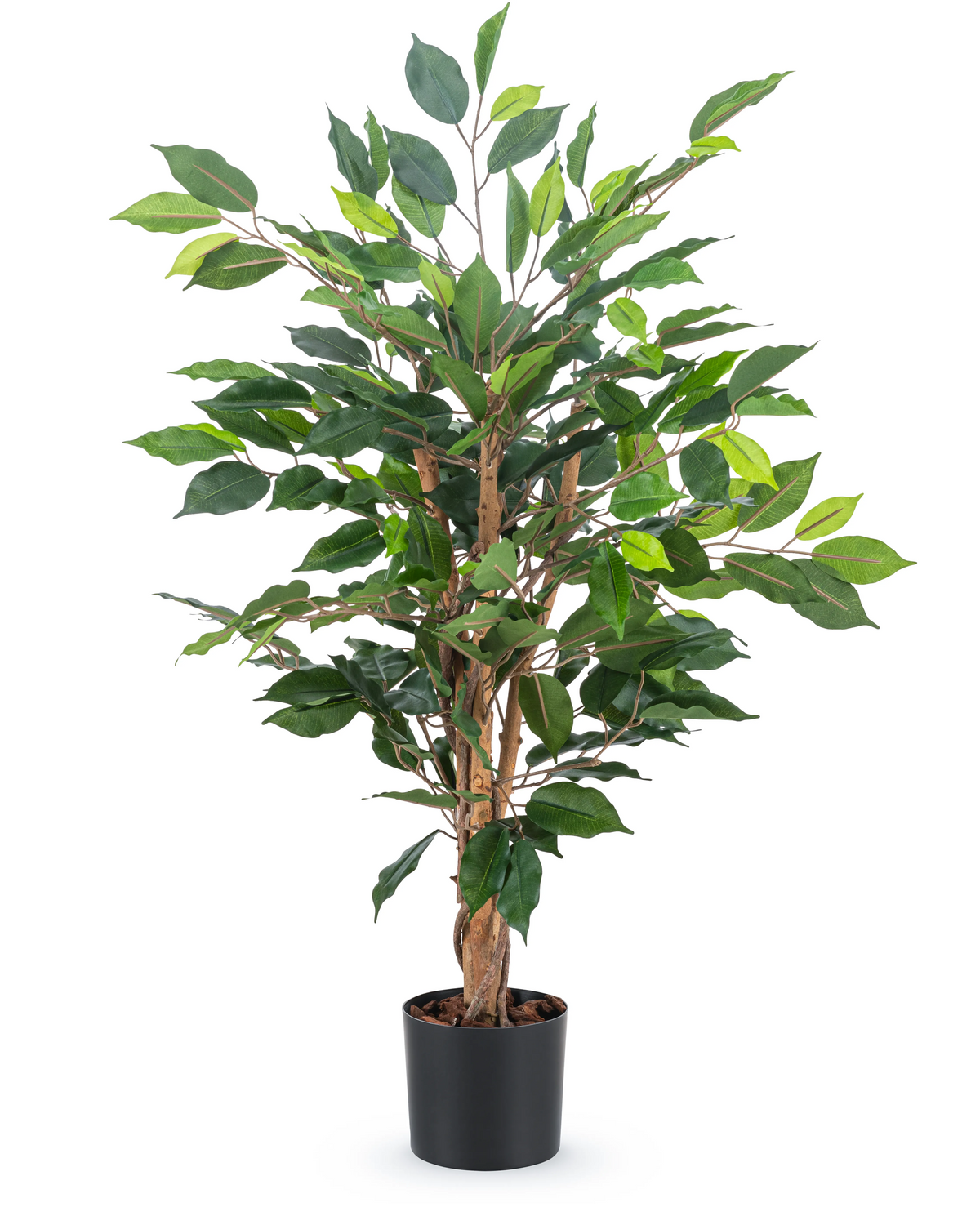 Den konstgjorda växten Ficus Green 90 cm har flera bruna stjälkar och frodiga gröna blad i en enkel svart kruka - perfekt som en snygg kontorsväxt.