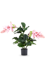 Den konstgjorda växten Medinilla 60 cm har stora, mörkgröna blad och två höga stjälkar med rosa blomklasar som liknar hibiskus och står mot en vanlig vit bakgrund.