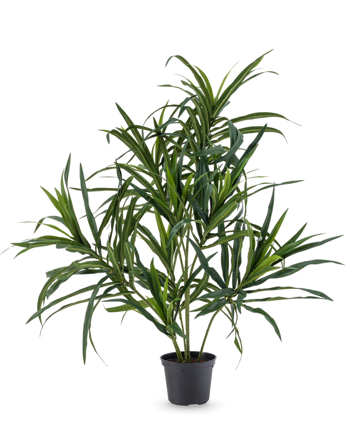 Den konstgjorda växten Dracaena Reflexa i kruka UV 63 cm har långa, smala gröna blad på tunna stjälkar, perfekt för att lägga till en touch av tropisk stil till din inredning mot en vanlig vit bakgrund.