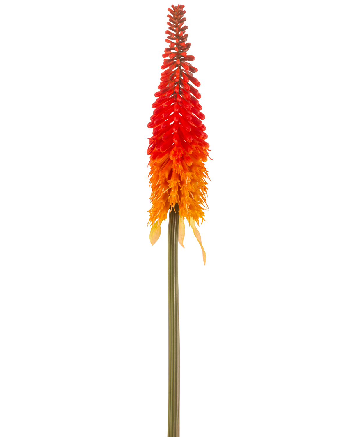 Artificiell blomma Torch Lily 80 cm orange har en hög konstgjord blomma med en lång grön stjälk och en konformad klase av orange kronblad, mot en vanlig vit bakgrund.