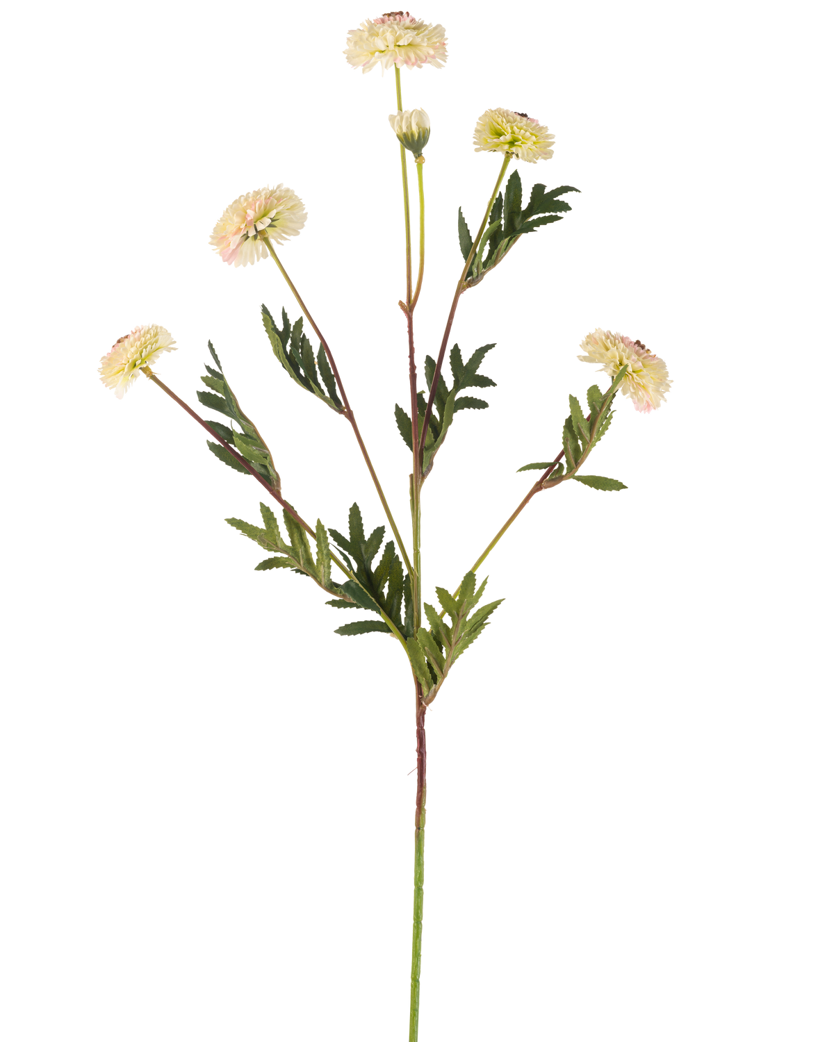 Den konstgjorda blomman Pompon Chrysanthemum 69 cm kräm/rosa har en enda stjälk med flera krämrosa, tusensköna-liknande blommor och gröna, ormbunksformade blad mot en vanlig vit bakgrund.