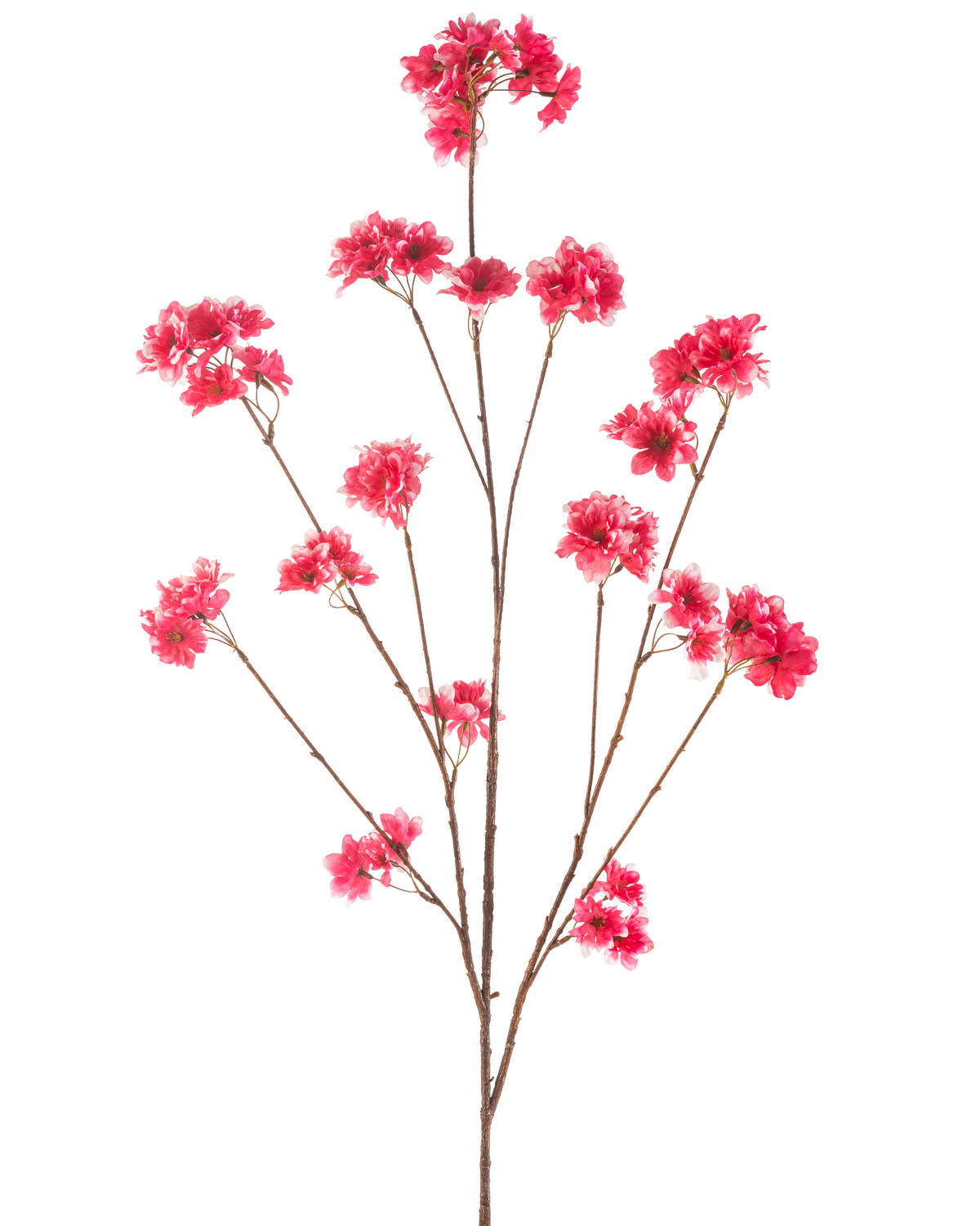 Den konstgjorda blommor körsbärsblommor 130 cm fuchsia har en enda stjälk med flera tunna bruna grenar, var och en dekorerad med klasar av levande fuchsia konstgjorda julblommor, mot en vanlig vit bakgrund.