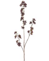 Konstblommorna 102 cm vinröd har en hög gren med flera tunna stjälkar, var och en med små mörka vinröda blommor och några gröna blad, mot en vanlig vit bakgrund.