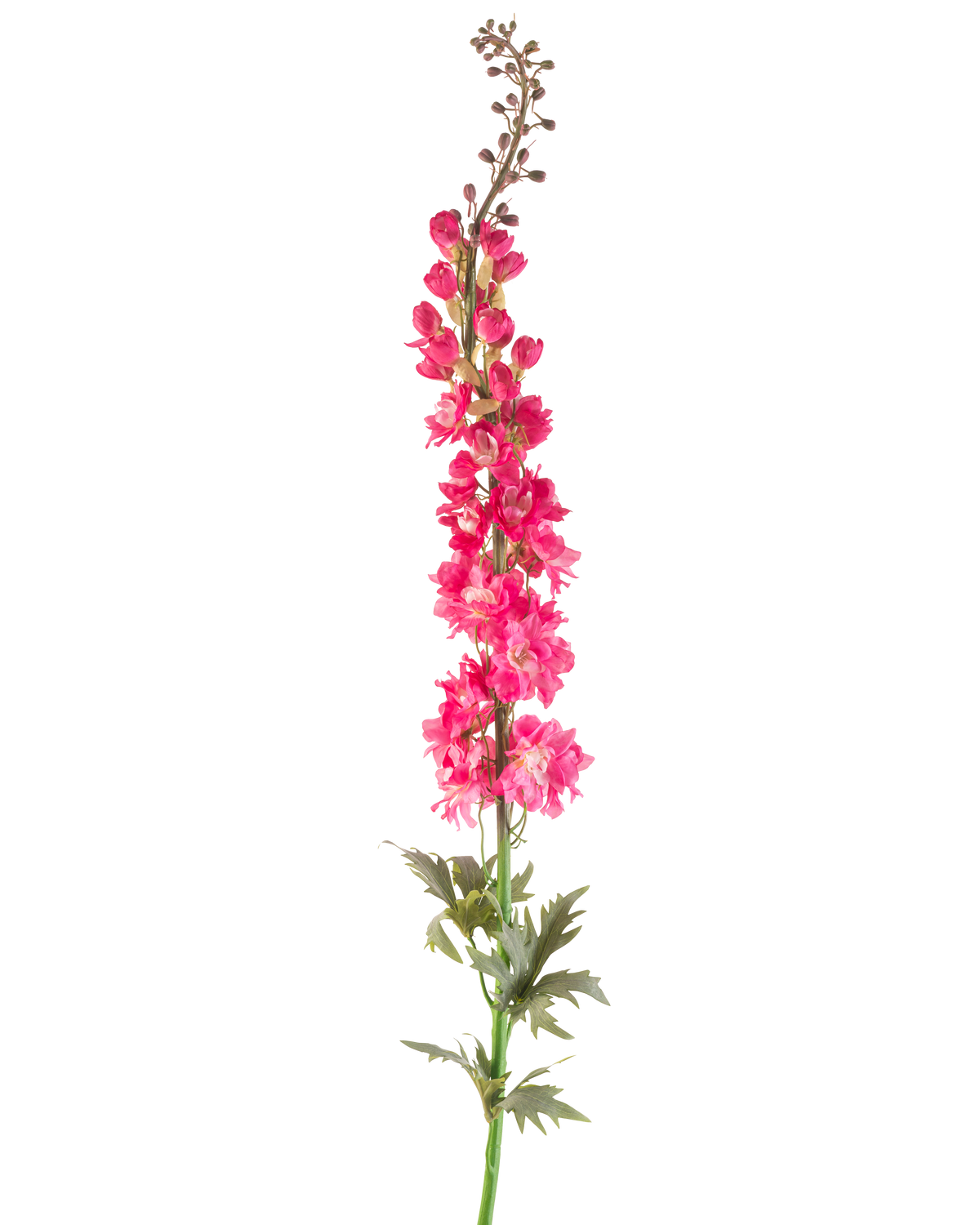 En enda konstgjord blomlöksporre 137 cm i ljust rosa med gröna blad, isolerad på en vit bakgrund.