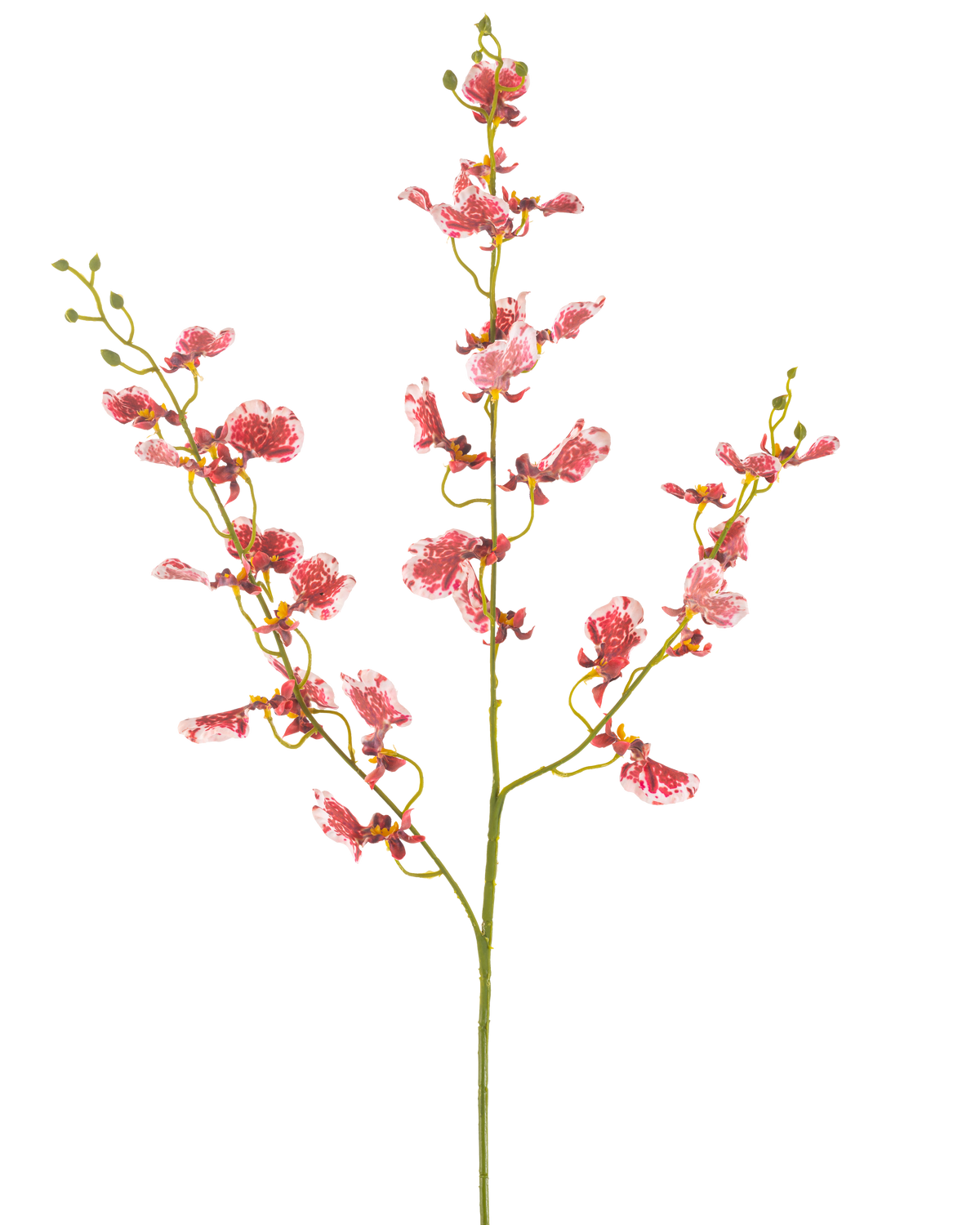 En enda röd konstgjord blomsterorkidé 98 cm med flera grenar, var och en med klasar av livfulla blommor, mot en vanlig vit bakgrund.