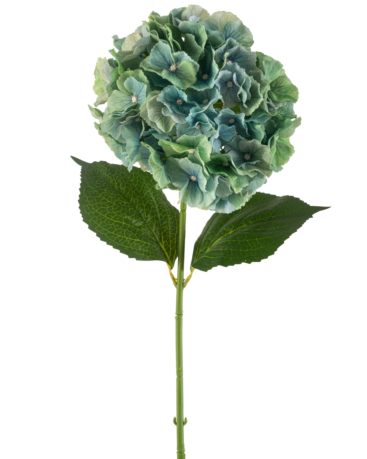 Artificiell blomhortensia 75 cm påfågelblå har en enda blå konstgjord hortensia med runda klasar av kronblad och två stora gröna blad på en lång stjälk, isolerade på en vit bakgrund.