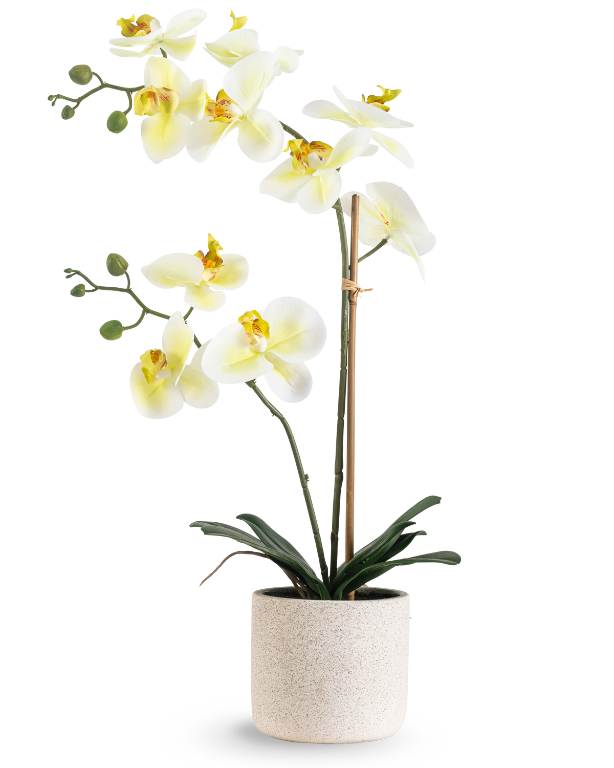 Artificiell orkidé Real Touch 60 cm grön/vit har vita blommor med ljusgult hjärta och gröna knoppar, stödda av bambu i en enkel krämfärgad spräcklig kruka, mot en vit bakgrund.