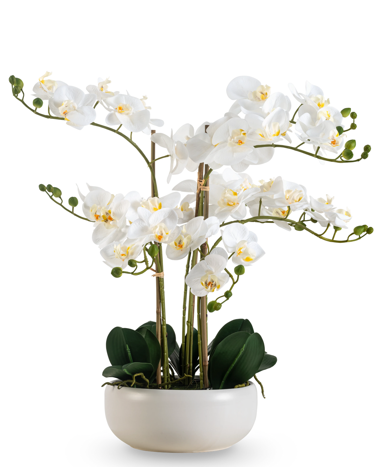 En konstgjord orkidé Real Touch 50 cm i vitt, med flera blommor och knoppar, elegant presenterad i en matchande vit kruka.