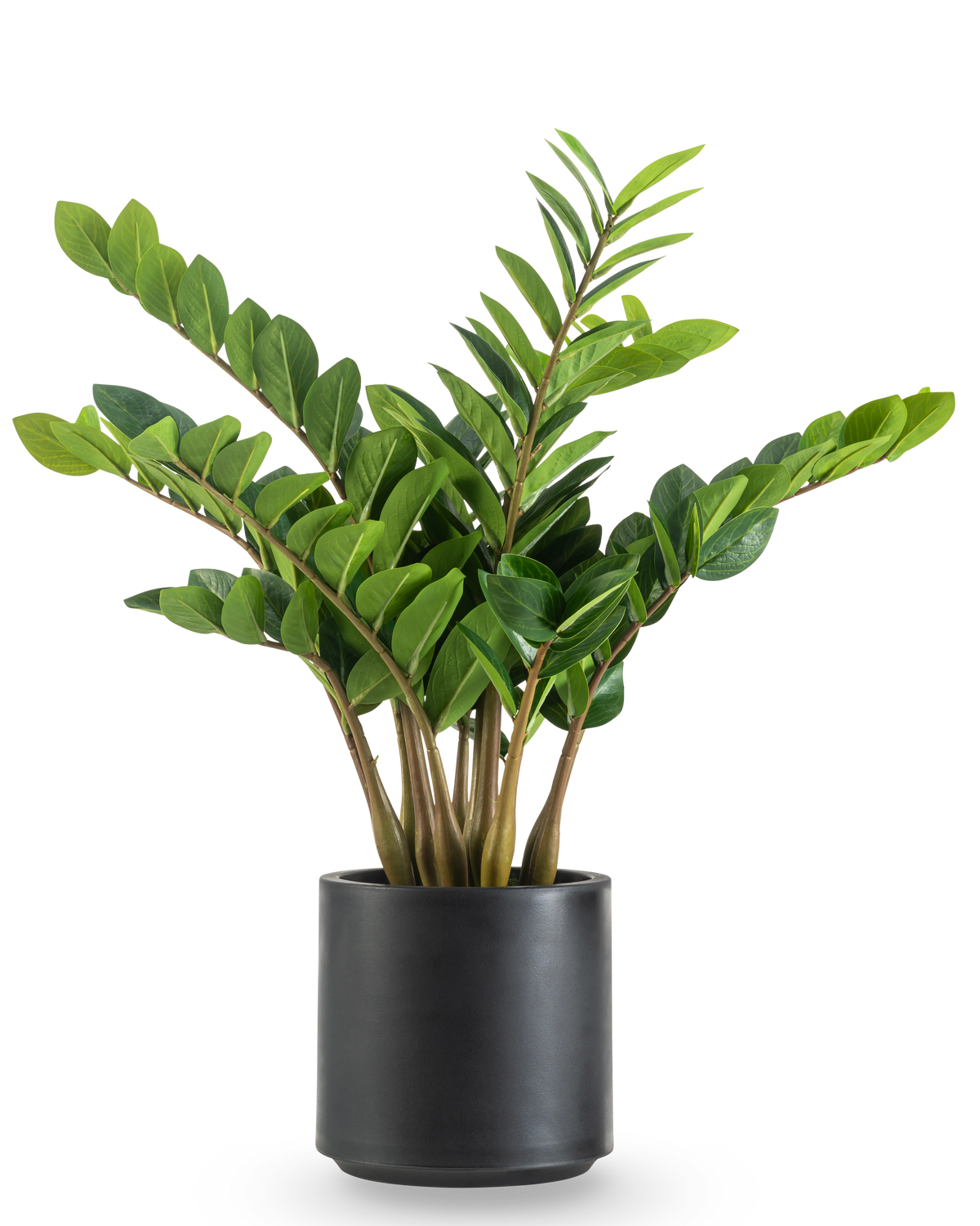Den konstgjorda växten Zamioculcas färdiggjord i svart kruka 80 cm har tjocka, upprättstående stjälkar och blanka, mörkgröna blad i en rund, mattsvart kruka mot vit bakgrund.