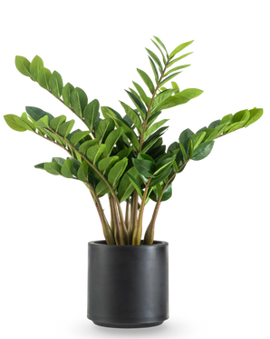 De Kunstplant Zamioculcas kant en klaar in zwarte pot 80 cm heeft dikke, rechtopstaande stengels en glanzende, donkergroene bladeren in een ronde, matzwarte plantenbak tegen een witte achtergrond.