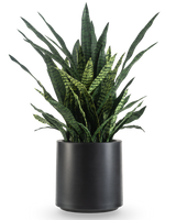 De Kunst Sansevieria Zeylanica 43 cm is een hoge kunst slangenplant met rechtopstaande groene bladeren en donkere strepen, kant-en-klaar gepresenteerd in een strakke zwarte pot.