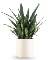 Een Kunst Sansevieria Zeylanica, 43 cm hoog met lange bonte bladeren, wordt geleverd in een beige pot en is afgebeeld tegen een effen witte achtergrond.