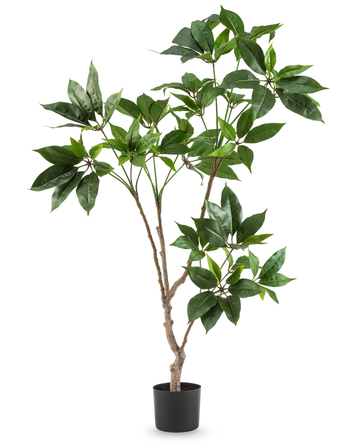 Den konstgjorda Schefflera 120 cm-växten har flera smala bruna stjälkar med klasar av stora, glänsande gröna blad i en liten svart kruka, mot en vanlig vit bakgrund.