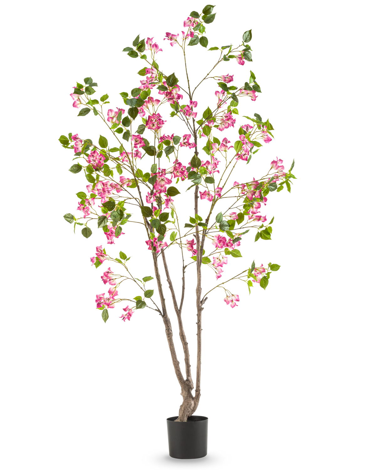 Den konstgjorda bougainvillean 180 cm är en hög konstgjord växt med flera bruna stjälkar, gröna blad och ljust rosa blommor i en svart kruka, mot en vanlig vit bakgrund.