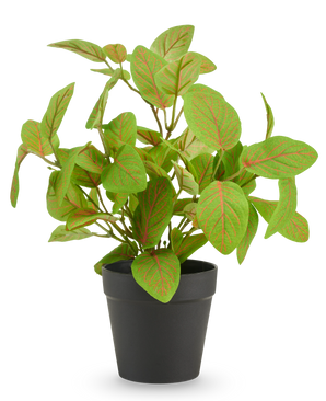 Konstgjord Fittonia i kruka 25 cm UV