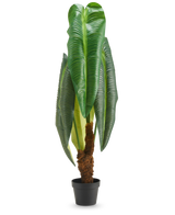 Een hoge kunstplant Anthurium van 120 cm met grote, glanzend groene bladeren en een bruine stam met een structuur, gepresenteerd in een kleine zwarte pot tegen een witte achtergrond.
