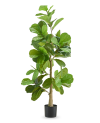 Tobaksplanta 150 cm