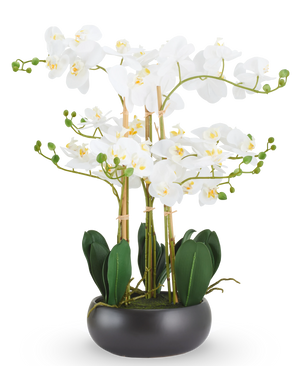 Artificiell orkidé Real Touch 50 cm vit i svart kruka: en konstgjord vit Real Touch orkidé med gröna blad i en rund svart kruka.