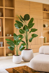 Twee grote tropische potplanten met brede groene bladeren, waaronder de Kunstplant Strelitzia 210 cm real touch, staan op een lichte vloer voor een houten rek in een moderne, minimalistische woonkamer die is ingericht in neutrale tinten. Deze onderhoudsvriendelijke aanwinsten brengen levendig groen in de ruimte zonder dat ze extra verzorging nodig hebben.