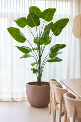 Den konstgjorda växten Strelitzia 240 cm verklig touch, med sina stora gröna blad, står i en kruka bredvid ett matbord och stolar av ljust trä, mot en bakgrund av genomskinliga vita gardiner i ett ljust, modernt rum.