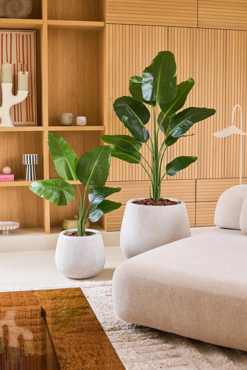 Två konstgjorda Strelitzia 150 cm äkta touch2 krukväxter, med stora gröna, naturtrogna löv, står på ett vitt golv bredvid en beige soffa. Bakom den finns ett träställ med prydnadsföremål, vilket ger det mysiga vardagsrummet en modern look.