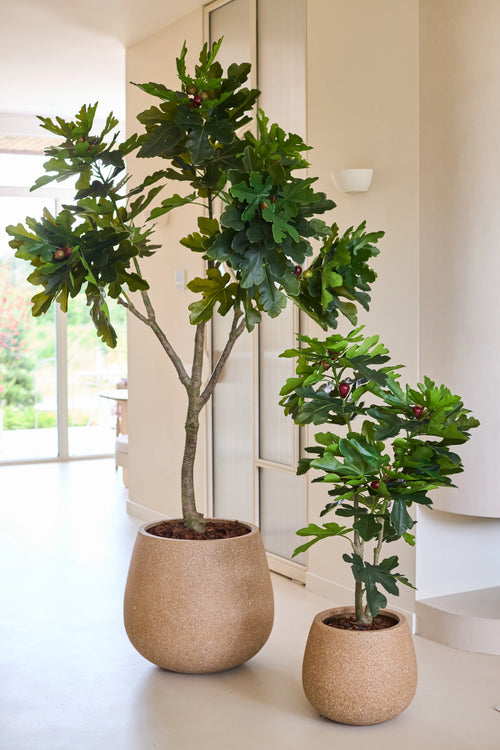 Två konstgjorda Ficus Carica fikonträd, vardera 210 cm höga och med frodiga gröna löv, placeras inomhus nära ett ljust fönster mot vägg och golv i neutrala färger.